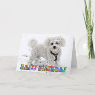 Carte Bichon Frise birthday