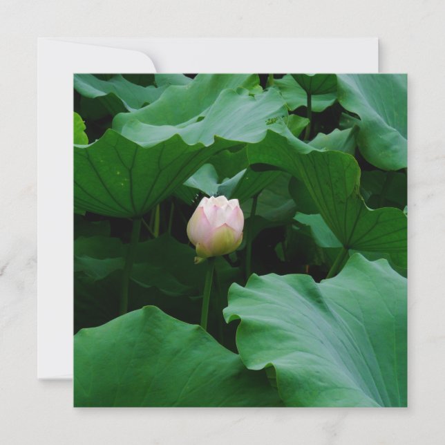 Carte Bientôt florissante (Devant)