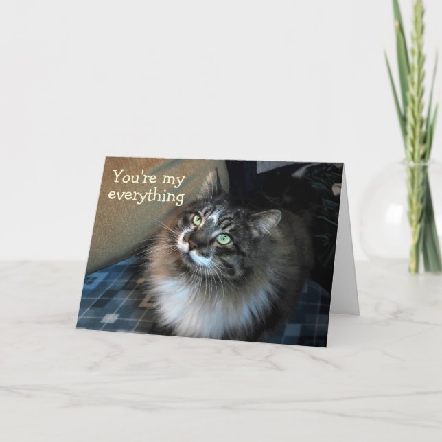 Carte Bientôt, Irresistible Cat Zorro Card (Devant)