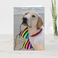 Bikini et Labrador Retriever