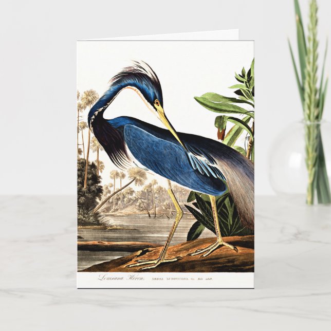 Carte Bird - Héron de Louisiane par John James Audubon (Devant)