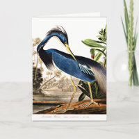 Bird - Héron de Louisiane par John James Audubon