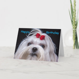 Carte Birthday Card Maltese white toy Dog