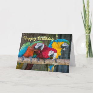 Carte Birthday card three Macaw parrots