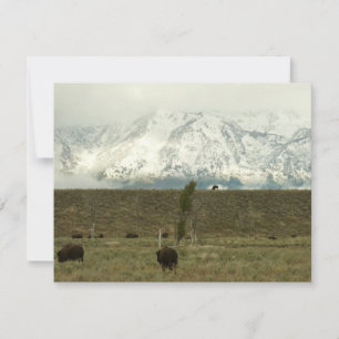 Carte Bison à Grand Teton National Park Photographie