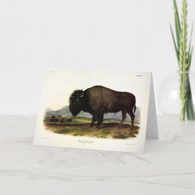 Carte Bison américain, ou bison (bison) - Audubon (Devant)