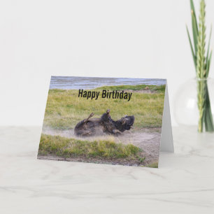 Carte Bison qui se vautre pour son anniversaire dans le