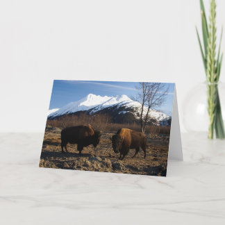 Carte Bison Tet-a-Tet