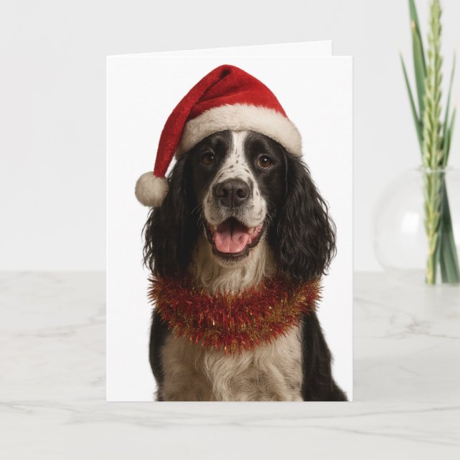 Carte Black and white Springer Spaniel Christmas card (Devant)