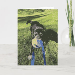 Carte Black Dog Playing Tug Of War Husky Lab Puppy