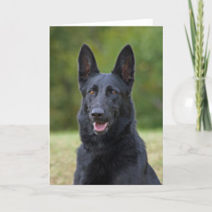 Carte Black German Shepherd