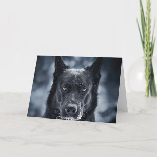 Carte Black German Shepherd