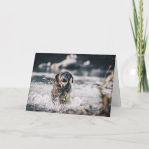 Carte Black Labrador Joue La Récupération Dans L'Eau