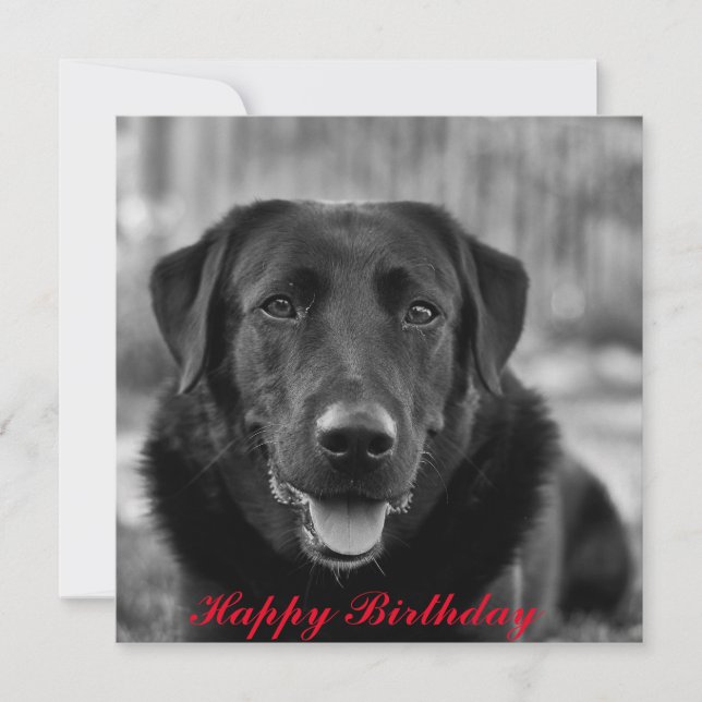 Carte Black Labrador Photo Pet Dog (Devant)