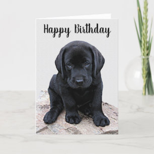 Carte Black Labrador Puppy