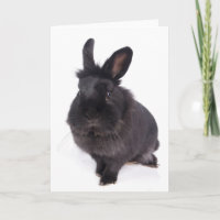 black rabbit