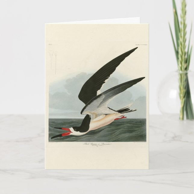 Carte Black Skimmer, Shearwater Audubon Birds of America (Devant)