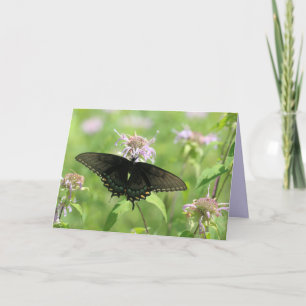 Carte Black Swallowtail femelle