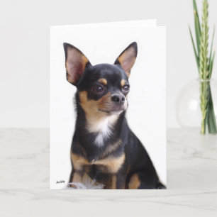 Carte Black & Tan Chihuahua