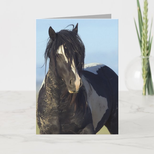 Carte Black & White vient fermer Wild Horse Greeting Car (Devant)