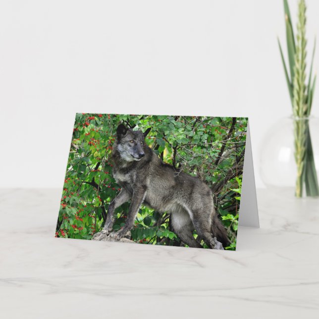 Carte Black Wolf with Red Berries (Devant)