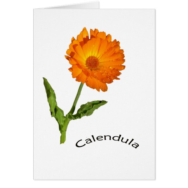 Carte - blanc - Calendula avec l'étiquette (Devant)