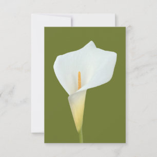 Carte Blanc Calla Lily Jardin Fleur Jardin Photo