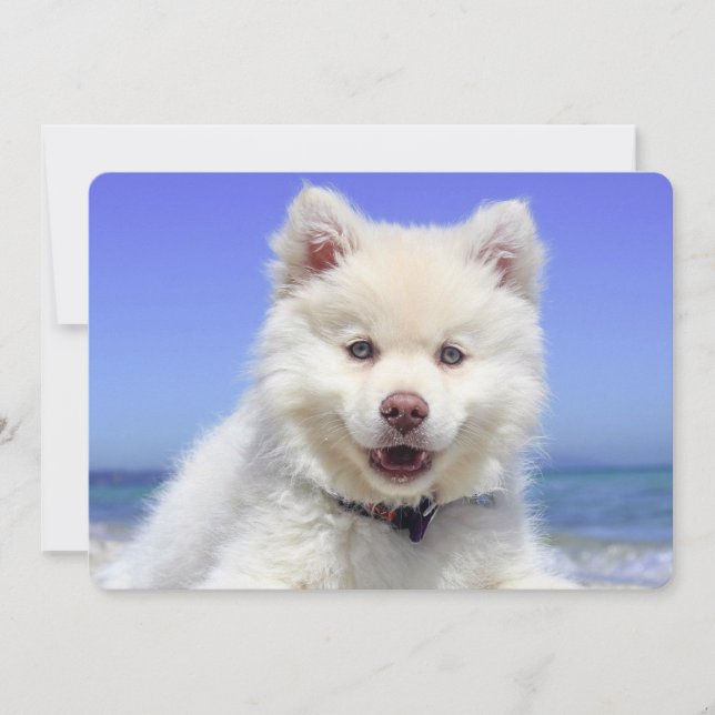 Carte Blanc Lapphund Finlandais Puppy Cute (Devant)