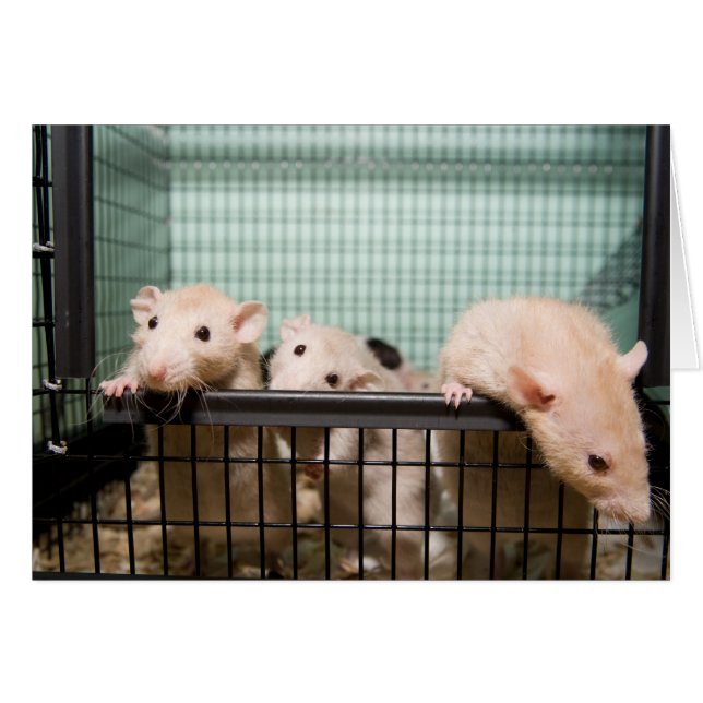 carte blanche (Devant Horizontal)