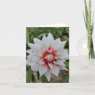 Carte blanche à fleurs Dahlia