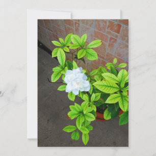 Carte blanche à fleurs Gardenia