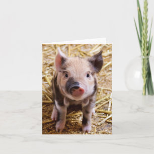 Carte blanche adorable pour porcelet