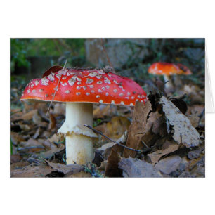 Carte blanche Amanita Mushrooms