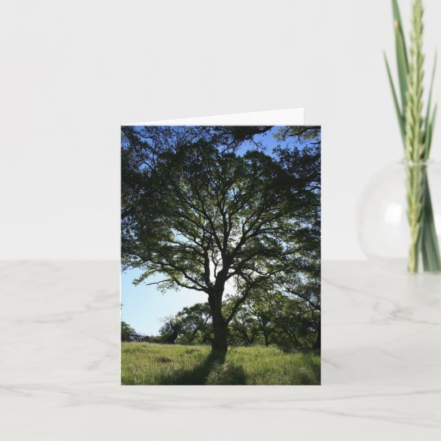 Carte blanche, Arbre de chêne (Devant)