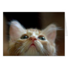 Carte blanche avec adorable Tabby Kitten orange