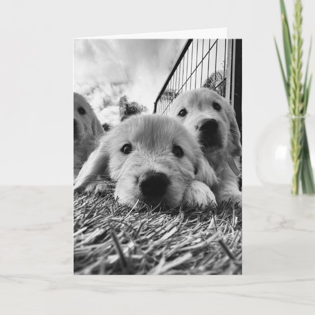 Carte blanche avec chiots (Devant)