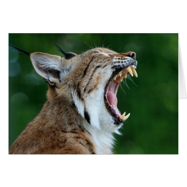 Carte blanche Bobcat Yawning (Devant horizontal)