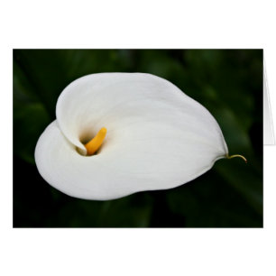 Carte blanche "Calla Lily"