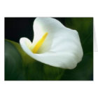 Carte blanche Calla Lily