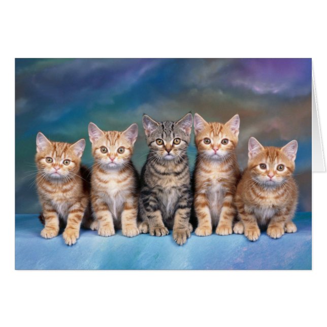 Carte blanche Cinq Tabby Kittens (Devant horizontal)