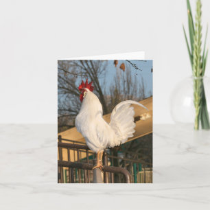 Carte blanche coq