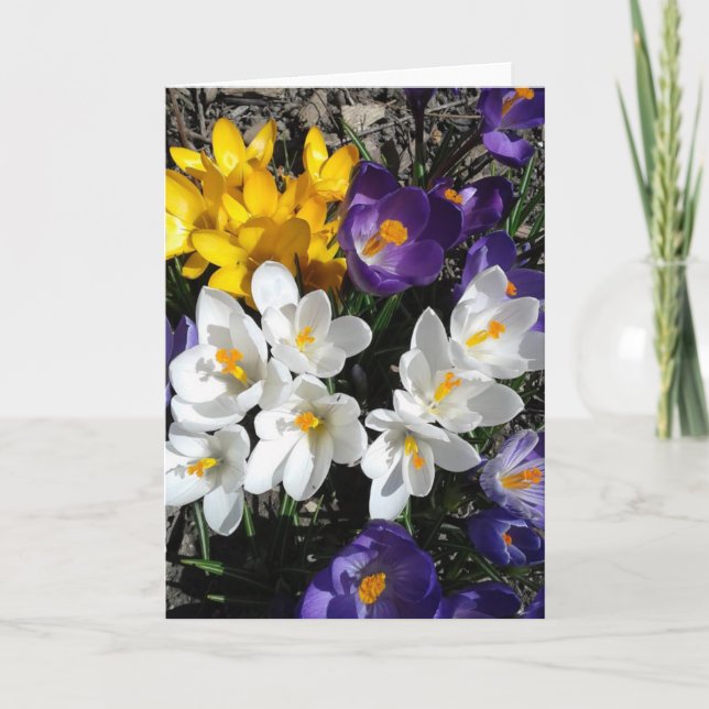 Carte blanche couleur Crocus Spring Fleurs (Devant)
