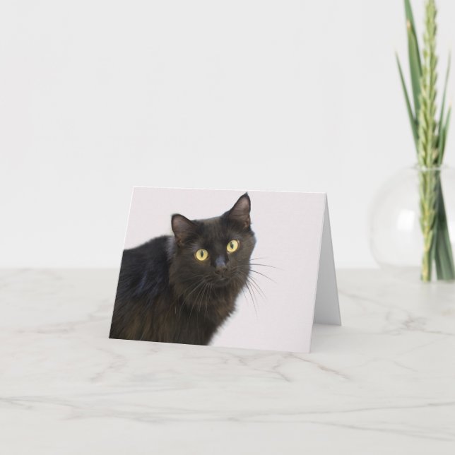 Carte blanche de chat noir par point de contact po (Devant)