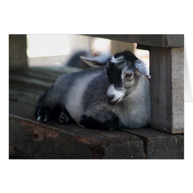 Carte blanche de chèvre (Devant horizontal)