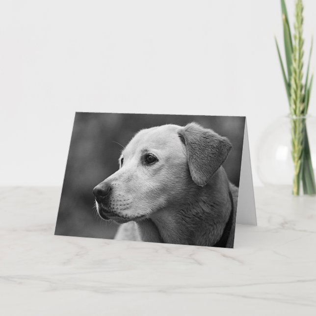 Carte blanche de Labrador Retriever (Devant)