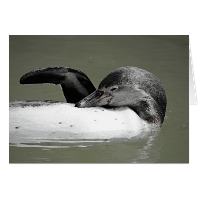 Carte blanche de natation en pingouin mignonne (Devant horizontal)