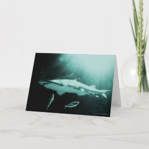 Carte blanche de requin Mako