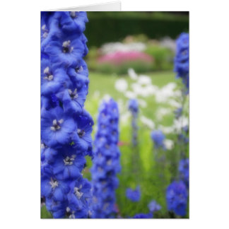 Carte blanche delphiniums bleus