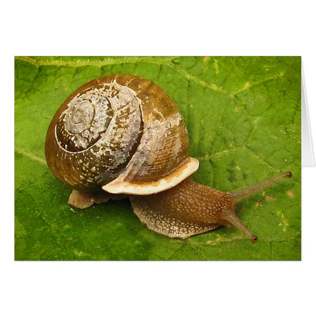 Carte blanche d'escargot (Devant horizontal)