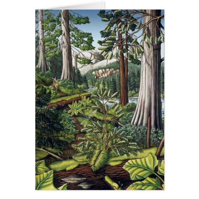 Carte blanche d'impression d'art paysager Cartes p (Devant)